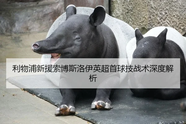 利物浦新援索博斯洛伊英超首球技战术深度解析
